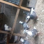 کفترای ابلغ پرشی