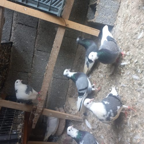 کفترای ابلغ پرشی