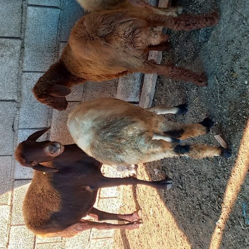 چهار عدد گوسفند