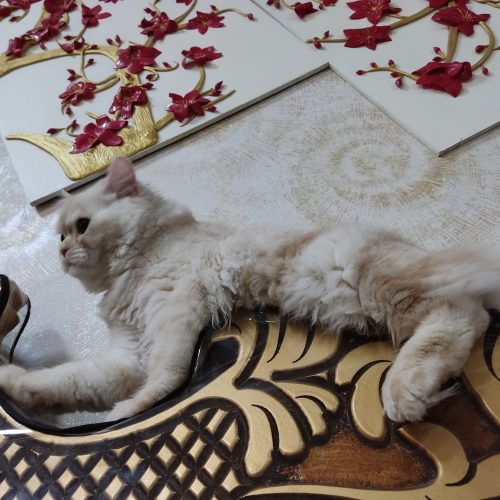 گربه زیبای پرزین