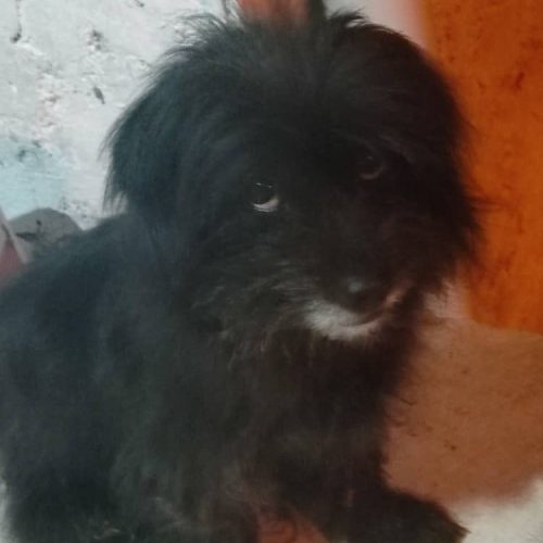 شیتزوکراس ماره