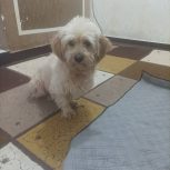 با سلام یک عدد سگ خارجی پشمالو نژاد تریر