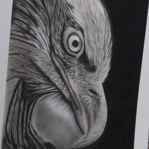 تابلو سیاه قلم طرح عقاب همراه با قاب