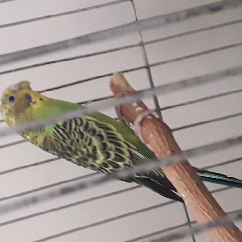 مرغ عشق ماده