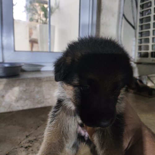 سگ نژاد دار ژرمن