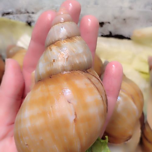 فروش 25فارم سوپر مولد