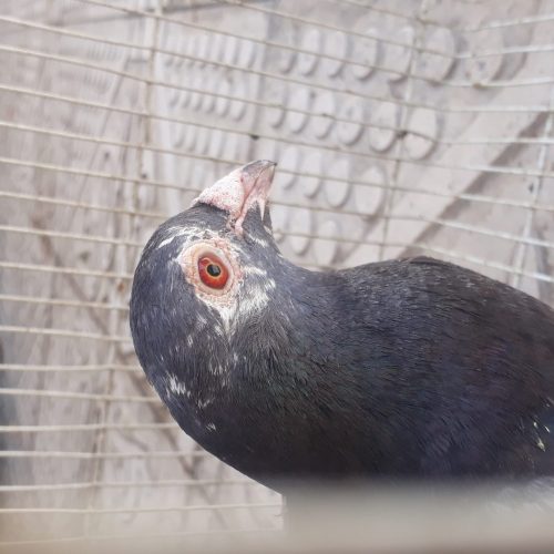 کفتر سالم جلد المانی