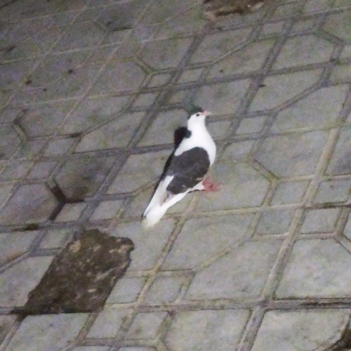 کبوتر همراه با قفسه