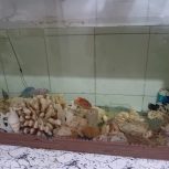 ماهی و آکواریوم