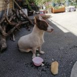 سگ پا کوتاه