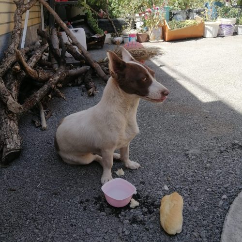 سگ پا کوتاه