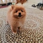 سگ پامرانین خرسی روباهی