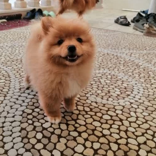 سگ پامرانین خرسی روباهی