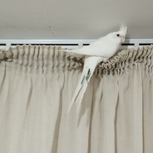 عروس آلبینو