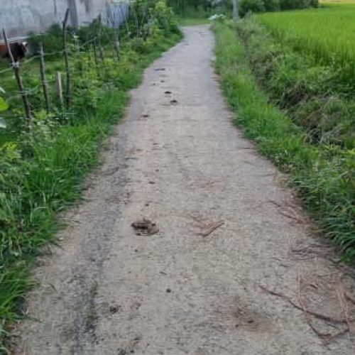 زمین کشاورزی