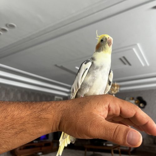 عروس هلندی دستی