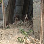 فروش سگ ‌شکاری