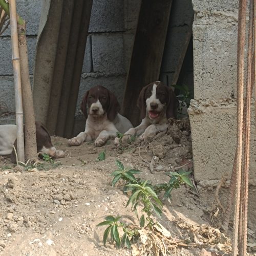 فروش سگ ‌شکاری