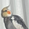 عروس هلندی .