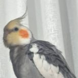 عروس هلندی .