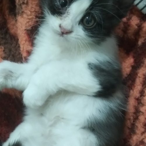 واگذاری گربه