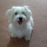 شیتزو ماده 2 ماهه