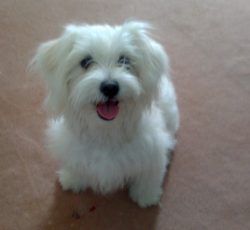 شیتزو ماده 2 ماهه