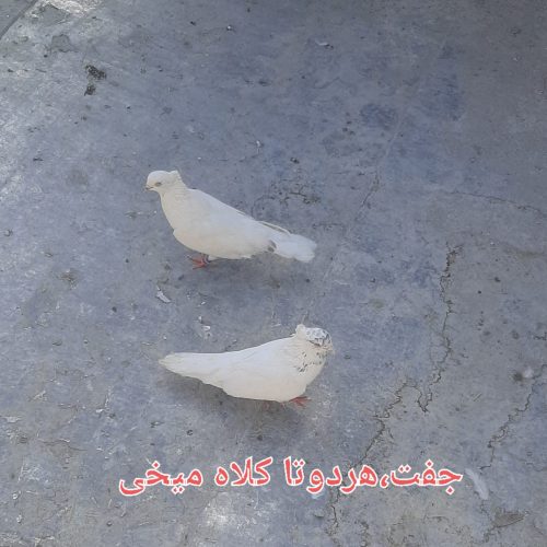 جفت کبوتر