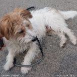 شیتزو تریل پسر