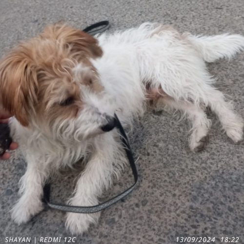 شیتزو تریل پسر