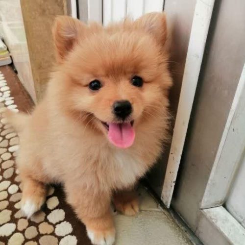 سگ پامرانین خرسی روباهی