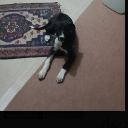 سگ بومی عقیم شده واکسن زده رایگان