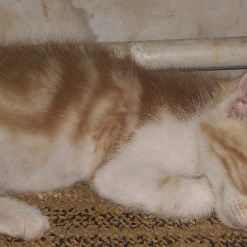 واگذاری گربه