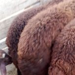 بره نر