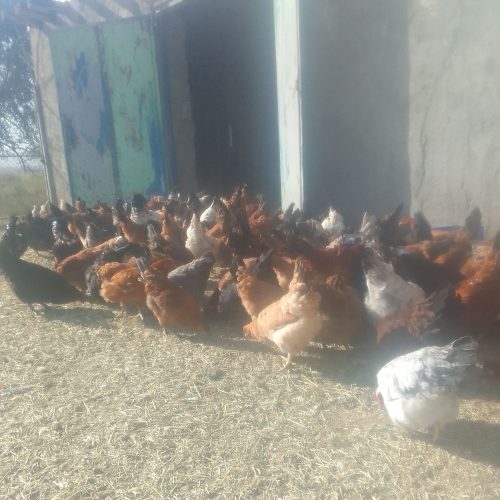 مرغ و خروس به فروش میرسد