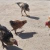 فروش چند عدد مرغ و خروس