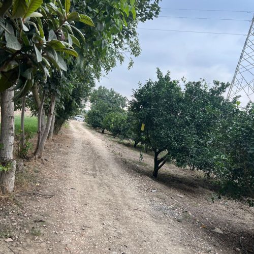 فروش باغ
