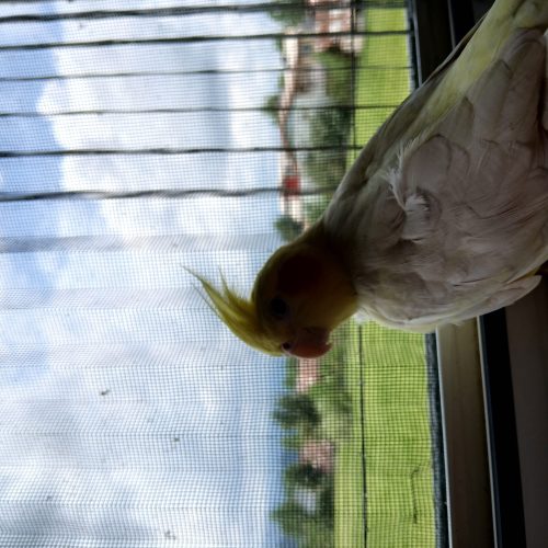 عروس هلندی سرحال نر