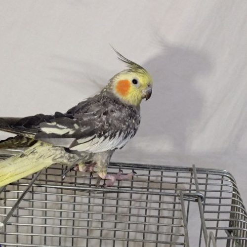 عروس هلندی نرو ماده