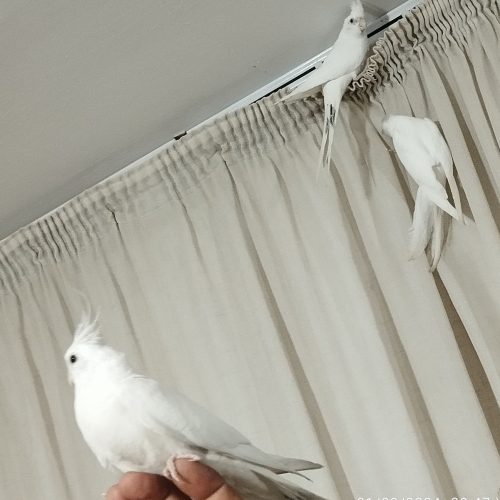 عروس آلبینو