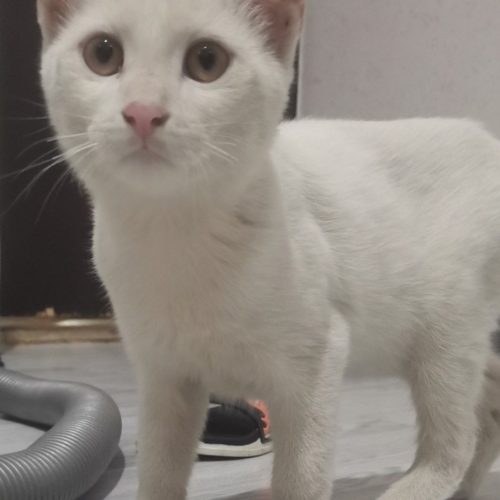 گربه dshو پرشین