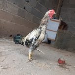 خروس لاری صابونی