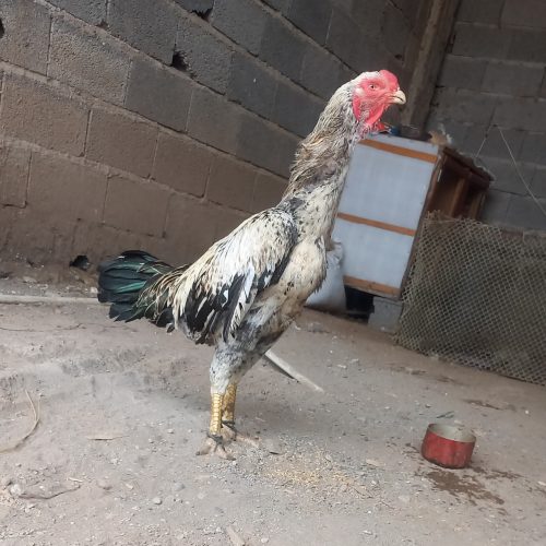 خروس لاری صابونی