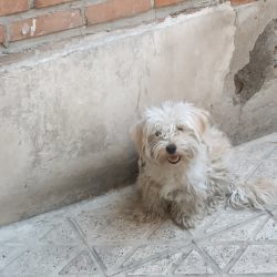 سگ خونگی شیتزوتریر
