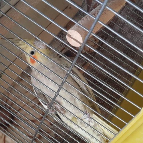 عروس هلندی ماده