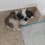 سگ نژاد شیتزو