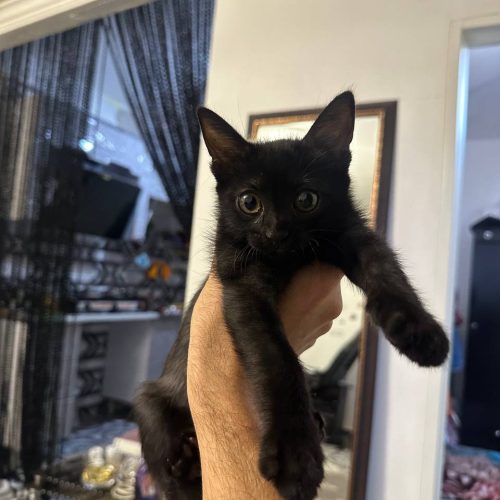 واگذاری گربه مشکی 2 ماهه ، دی اس اچ