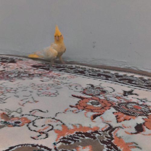 عروس هلندی نرو ماده