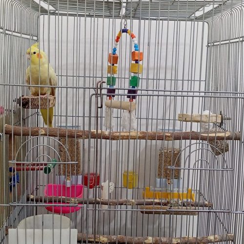 عروس هلندی نرو ماده