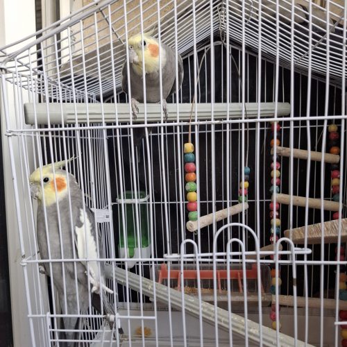 عروس هلندی سخنگو